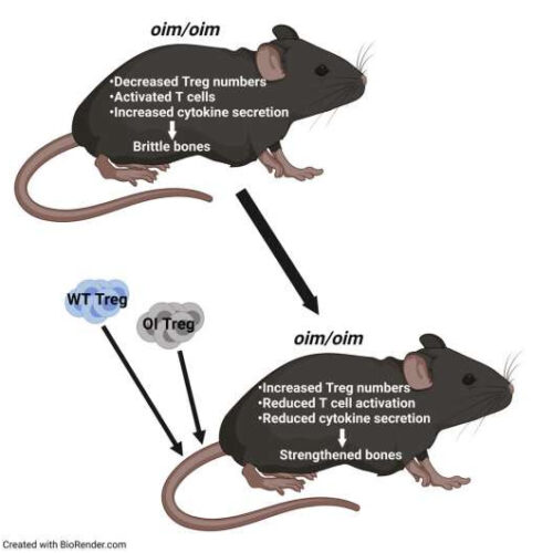 Treg cell transplantation proves effective in treating brittle bone disease in mouse model