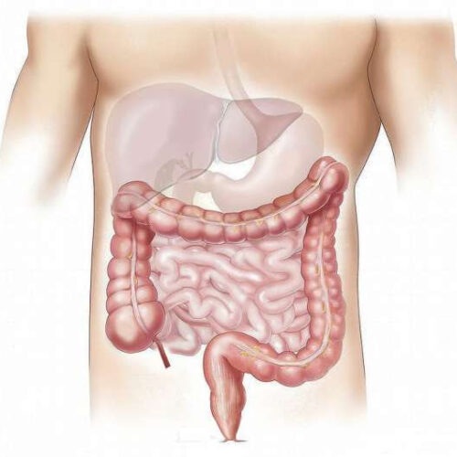 Key mechanisms to improve intestinal regeneration and alleviate the side effects of radiotherapy discovered