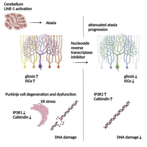 ‘Jumping’ genes yield new clues to origins of neurodegenerative disease