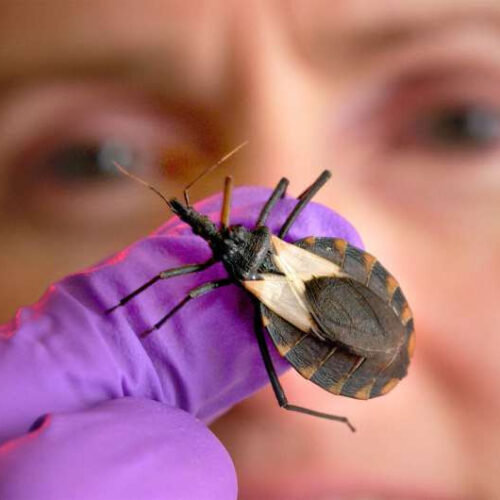 Researchers discover potential treatment for Chagas disease