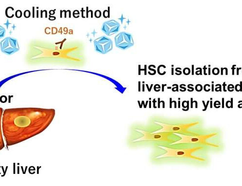Researchers reveal a new approach for clearer fatty liver observation