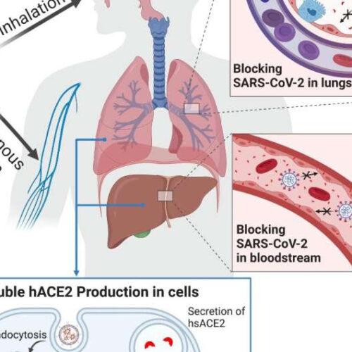 Nanotechnology, messenger RNA combined in possible new ‘universal’ COVID-19 treatment