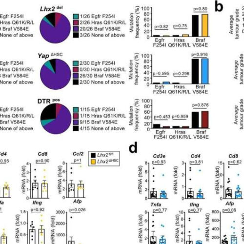 Study points toward new ways to prevent liver cancer