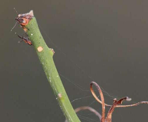 Taking a hike? Remember, it’s deer tick season