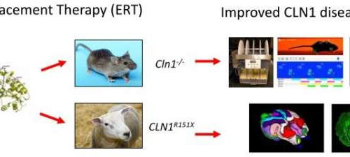 Enzyme therapy shows promise for childhood dementia