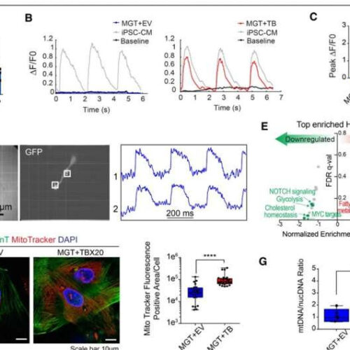 TBX20 enhances reprogramming of heart fibroblasts into heart muscle cells