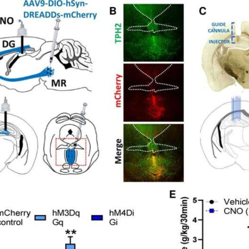 Study identifies neural circuit that controls alcohol abuse in mice