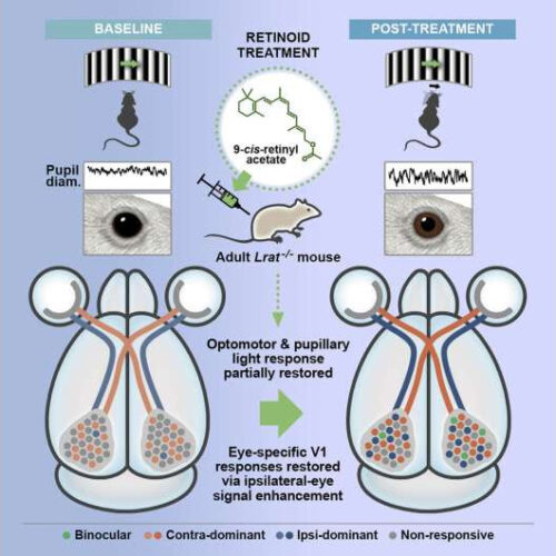 The adult brain has the potential to partially recover from inherited blindness, study finds