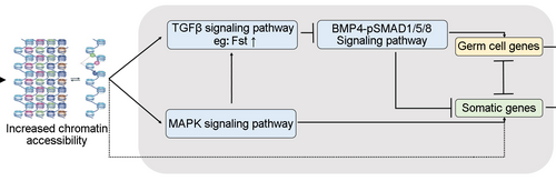 Short telomeres impede germ cell specification by upregulating MAPK and TGFβ signaling