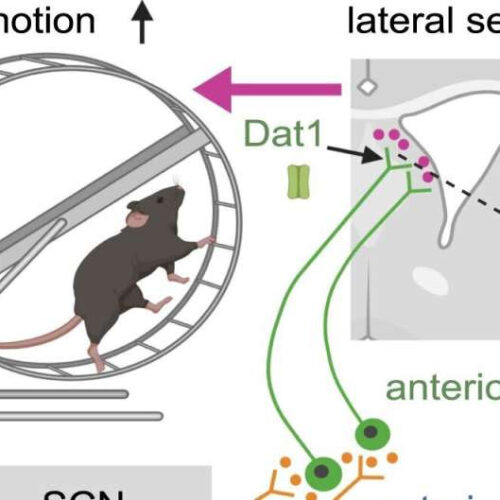 Brain cells identified for regulation of sleep-wake rhythm