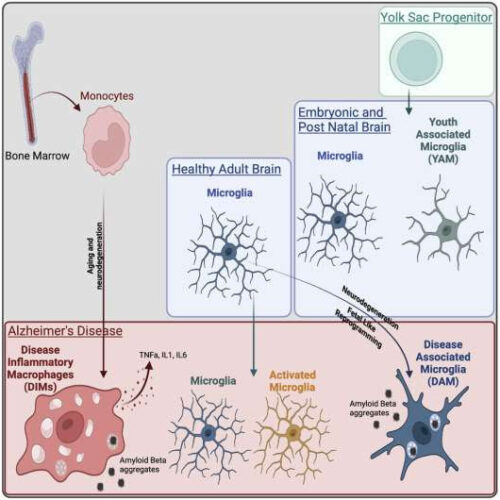 Newly identified cell population could improve targeting of relevant macrophage populations in neurodegeneration