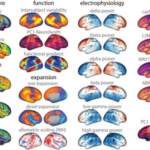 A one-stop-shop for brain imaging