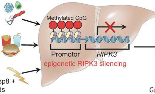 Surprise discovery redirects efforts for treatment of liver disease