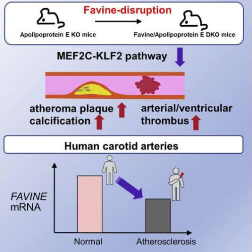 Favine protein potentially protects against vascular disease