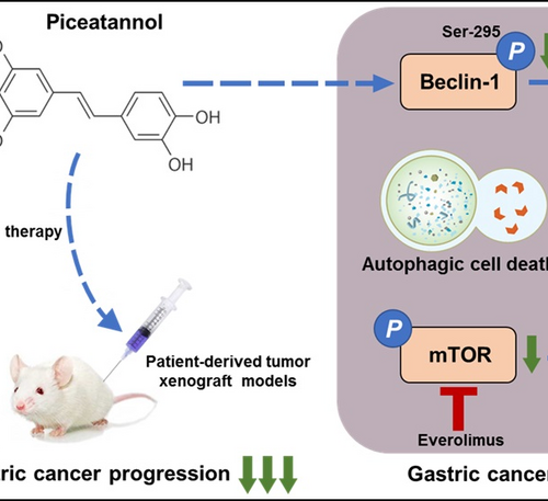 Magic traditional Chinese medicine ingredients generated autophagic flux to suppress tumor progression and novel combination therapy strategy in gastric cancer