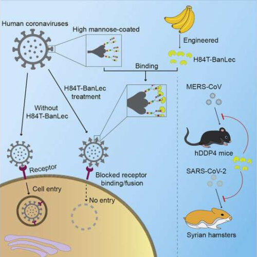 Potential therapy derived from a banana protein works against SARS-CoV-2