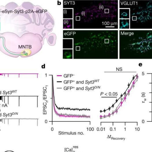 Discovery gives insight into brain function, breakdowns