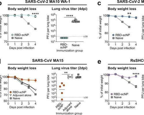 New pan-coronavirus vaccine passes key experiments, demonstrates protection