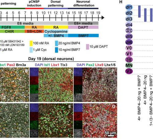 Improved understanding of early spinal cord development paves the way for new treatments