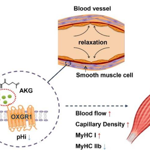 α-Ketoglutarate (AKG) as a nutritional supplement to enhance health and exercise performance