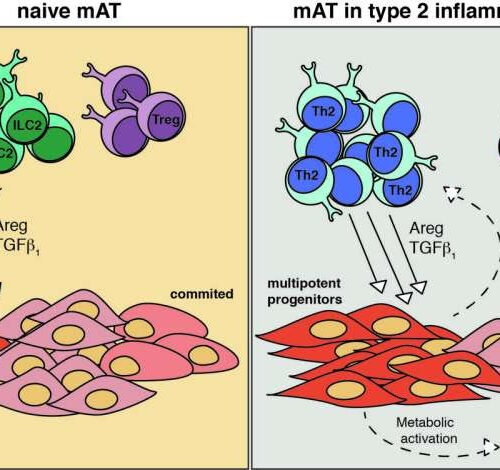 Fatty tissue surrounding intestinal tracts of mice found to help eject gut-infesting worms