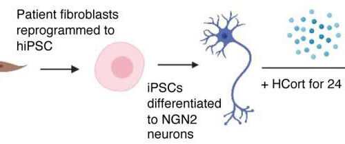 Stem cell study reveals how neurons from PTSD patients react to stress