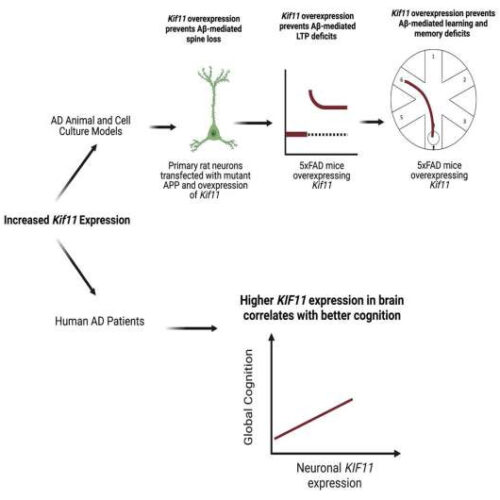 Gene involved in neuronal structure and function may protect against Alzheimer’s disease