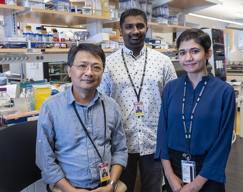 ASU scientists discover dual-function messenger RNA