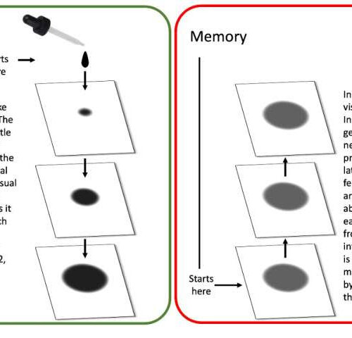 New insights into how the brain separates perception from memory