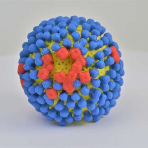 Researchers identify flu-fighting pathways and genes essential for influenza a immune defense