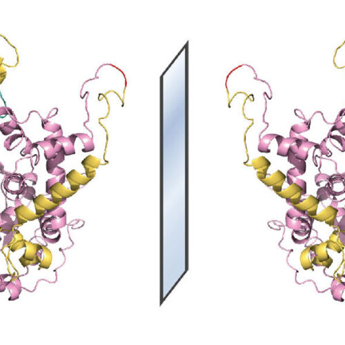 ‘Mirror-image’ protein factories could one day make durable drugs the body can’t break down