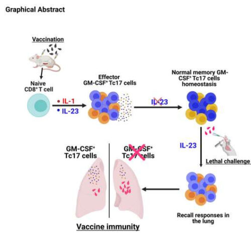 Study identifies key T cells for immunity against fungal pneumonia