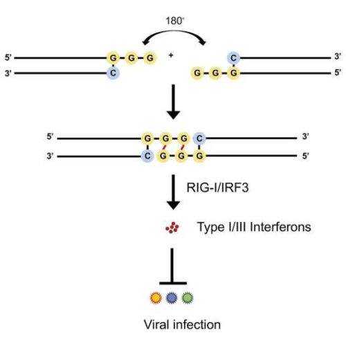 Researchers discover a new type of RNA that inhibits a broad range of viral infections