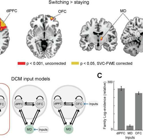 Mouse-human comparison reveals unexpected functions of the thalamus