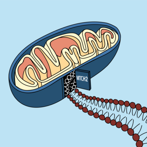 A ‘door’ into the mitochondrial membrane