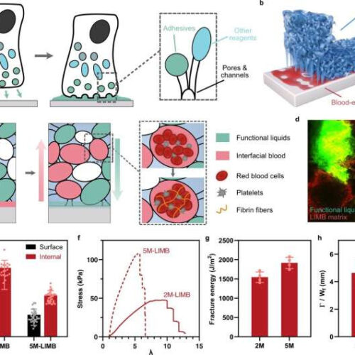 Flatworm-inspired medical adhesives stop blood loss