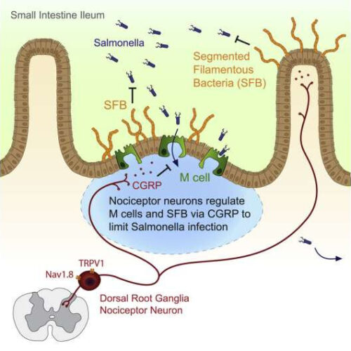 Pain-sensing gut neurons protect against inflammation