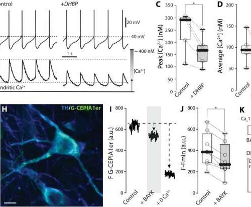 Study uncovers role of mitochondrial energy production in dopaminergic neurons