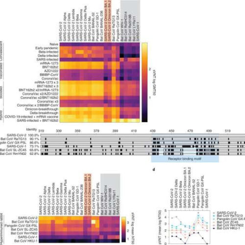 New comparative study provides insight on the rise of omicron