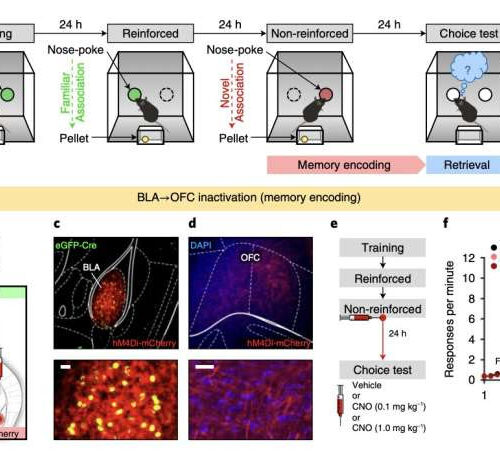 Study identifies a neural network supporting flexible learning and memory