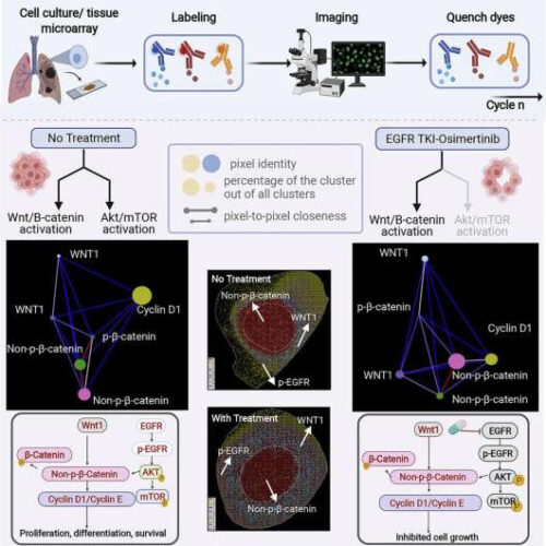 Team develops tools and techniques to explore cancer signals at the subcellular level