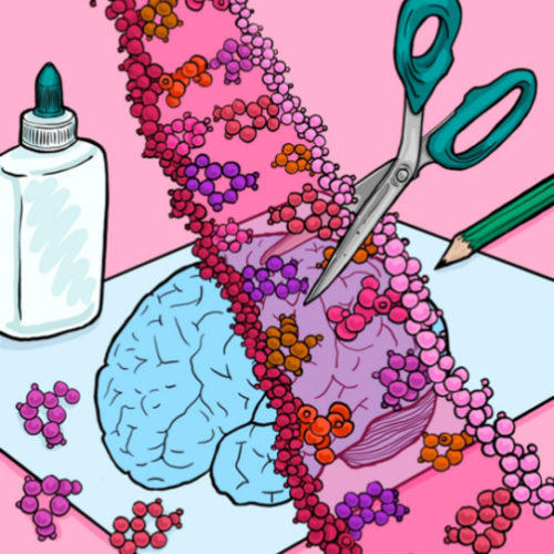 Sites in the brain where RNA is edited could help to better understand neurodevelopment and disease, researchers have found