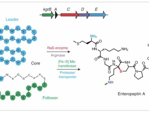 Princeton Chemistry discovers new pathway for antimicrobial peptides