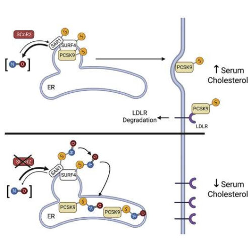 Researchers discover new oral drug for lowering cholesterol