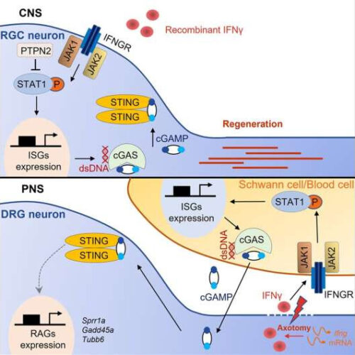 Study reveals the intrinsic immune mechanism that boosts axon regeneration in the adult nervous system