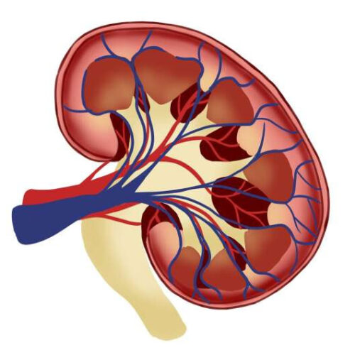 Higher urine-to-plasma urea ratio reflects heightened risk of chronic kidney disease progression