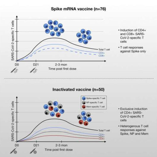 Inactivated SARS-CoV-2 and spike mRNA vaccines trigger different T-cell responses