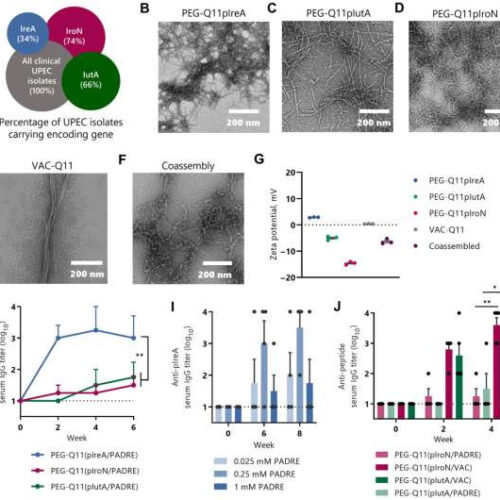 A possible vaccine against the bacteria that cause UTIs