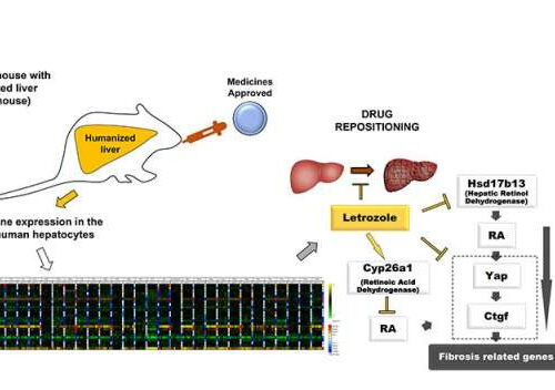 Letrozole could be repurposed for the treatment of liver fibrosis, study finds