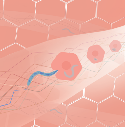 Tracking malaria parasites in space and time